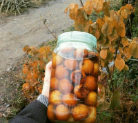 اب کونوس (گیلانی)کونوس یا ازگیل که بعنوان دسر