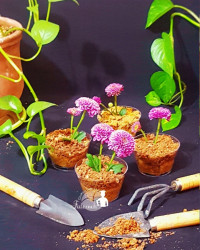 دسر گلدانی
