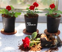 تیرامیسو شکلاتی