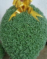 سبزه ی امسال من