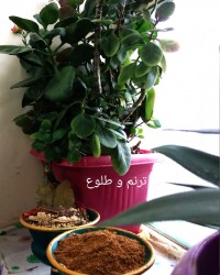 ادویه هندی گرام ماسالا