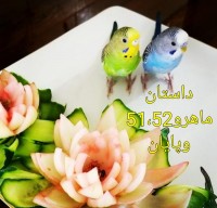 دورچین