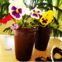 گلدان شکلاتی