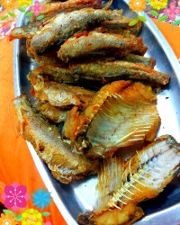 ماهی کولی (صیدامیرخان ازدریا)