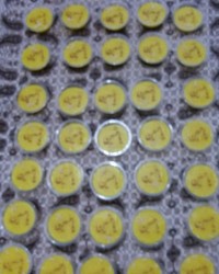 شله زردهای نذری من التماس دعا دارم دوستان