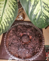 دوباره کیک برای عصرونه