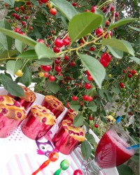 کاپ کیک آلبالویی ....