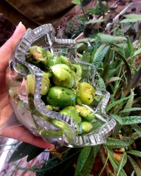 آلوچه فشکن.??❤????