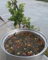 ترشی خرفه ورق بزنید دوستان گلم.