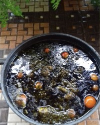 قرمه سبزی با مرغ محلی جاتون سبز دوستای گلم