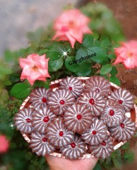 شیرینی تیک تاک