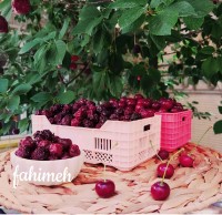 آلبالو خشکه