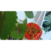 حلوا آرد نخودچی