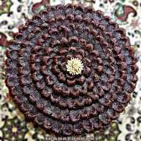 حلوای نارگیلی کاکائویی
