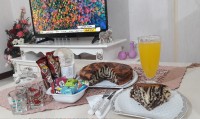 زبراکیک بامغزگردو
