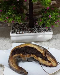 ماهی لونگی بارانا پز