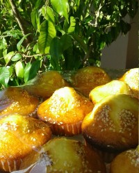 کیک یزدی بمناسبت ۲۲ بهمن