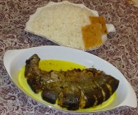 ماهی شکم پر شمالی