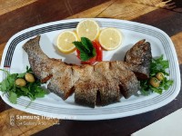 ماهی قزلالا