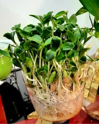 سبزه (کدو)عیدنوروز ۱۳۹۹