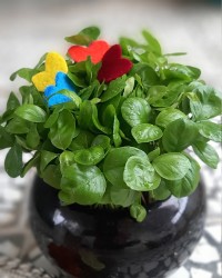 سبزه عید