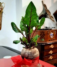 سبزه (لبو)عیدنوروز ۱۳۹۹