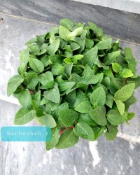 سبزه عید ۹۹