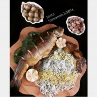 ماهی شکم پر شمالی