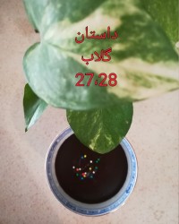 فرنی شکلاتی