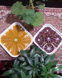 دو مدل حلوا