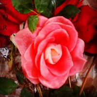 گل رزباشلغم وقاب عکس من تقدیم ب گلهای پاییون