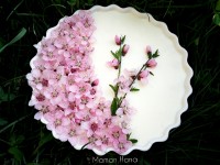 کبری رفت.. کوووکب در بهار با پااان و کپشن آمد...