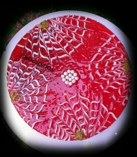 کیک پرتقالی باسس پرتقالی