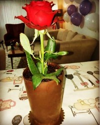 کیک گلدونی?