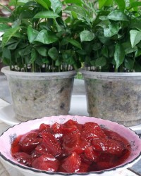 (۲۸۸) مرباتوت فرنگی