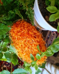 ❤پیازداغ زعفرانی مجلسی❤