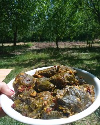 دلمه ی مامان پز خیلی خوشمزه