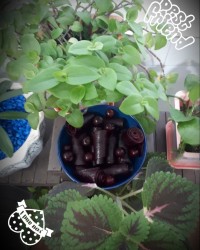 لواشک البالو دست رنج خودم?