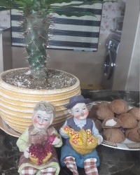 کوکی شکلاتی با مغز نارگیل