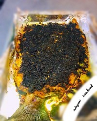 ماهی شکم پر درفر