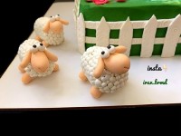 عکس از بره ها