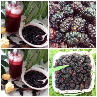 مربا و شربت شاتوت