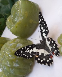 حلوا بحرینی