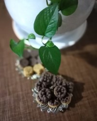 برشتوک نخود چی