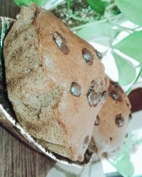 کیک بدون تخم مرغ _ بدون لبنیات