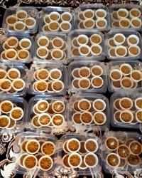 صدمین عکس ، حلوای سالگرد مادرم