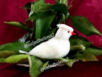 پرنده با شلغم