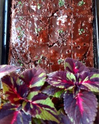 بازم کیک خیس خوشمزه جان