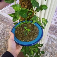 ترشی تره شمالی