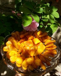 گوشفیل ارشیوی